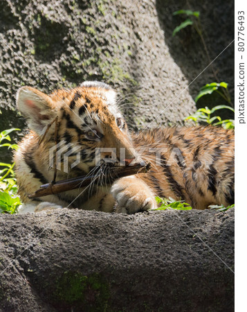 Amur tiger cub Amur tiger cub 80776493