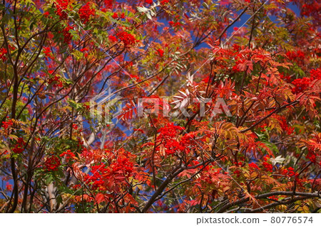 Autumn leaves of Nanakamado 80776574