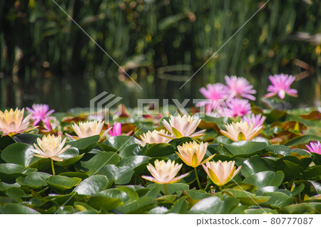 睡蓮 80777087