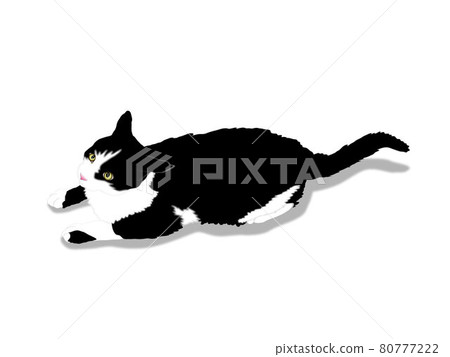 Black and white cat 80777222