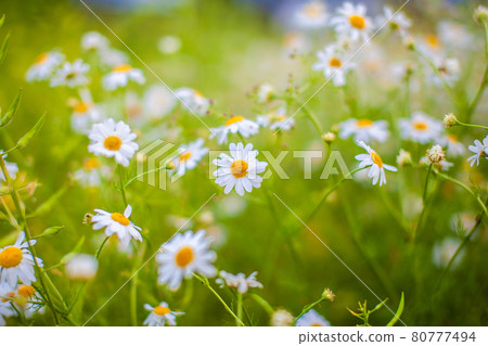 Beautiful background of many blooming daisies field. Chamomile grass Beautiful background of many blooming daisies field. Chamomile grass 80777494