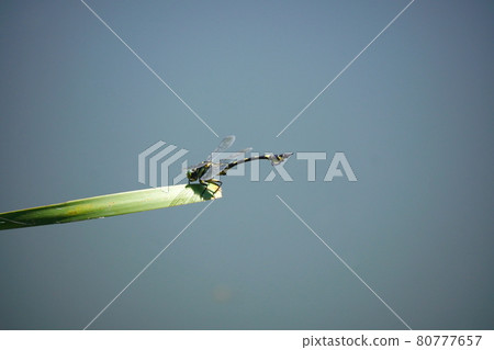 Sinictinogomphus棒曲霉 80777657