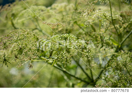 Angelica Furcijuga Kitag (Japanese mountain carrot, Japanese mountain ginseng) Angelica Furcijuga Kitag (Japanese mountain carrot, Japanese mountain ginseng) 80777678