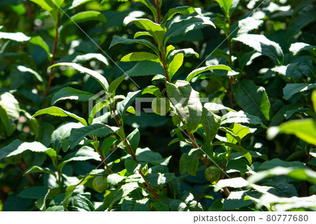 茶樹（茶樹，學名：Camellia sinensis），用作茶葉。有藍色水果。夏天 80777680