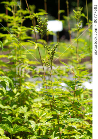 Meadowsweet (Meadowsweet) Scientific name: Filipendula ulmaria, herbs, summer, Japan 80777683