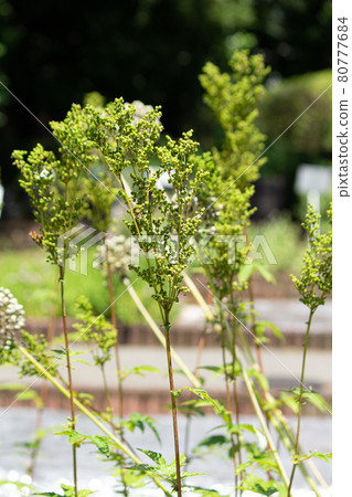 Meadowsweet (Meadowsweet) Scientific name: Filipendula ulmaria, herbs, summer, Japan 80777684