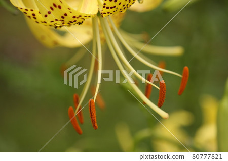 虎百合雌蕊花粉 80777821