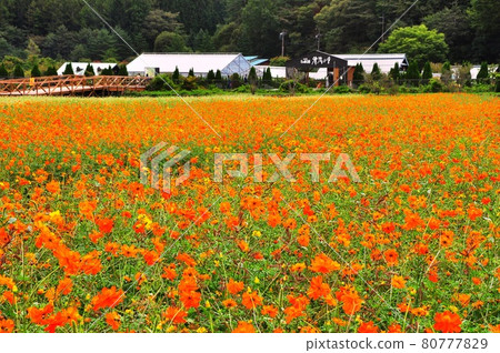 Yamanakako Hananomiyakoen Kibana Cosmos Flower Field and Clear Stream Village Gate 1 Yamanakako Hananomiyakoen Kibana Cosmos Flower Field and Clear Stream Village Gate 1 80777829