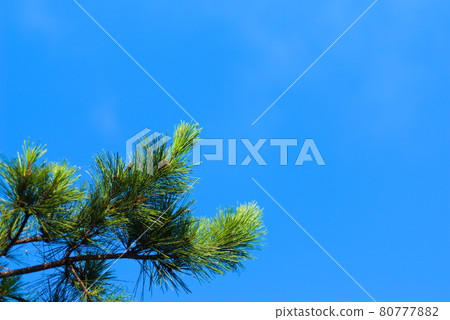 俯瞰晴空的松樹 80777882