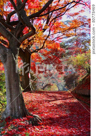 Autumn snake nose play paradise (Fukushima Prefecture, Motomiya city) Autumn snake nose play paradise (Fukushima Prefecture, Motomiya city) 80778469