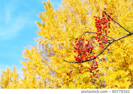 Idesia polycarpa和銀杏黃葉 80778502