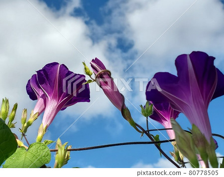 夏天的早晨,繩子纏在牽牛花的花蕾上 夏天的早晨,繩子纏在牽牛花的花蕾上 80778505