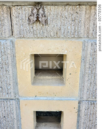 A large convolvulus hawk that assimilate with a wall 80778506