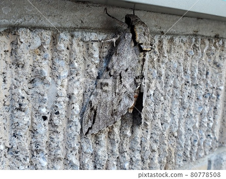 Large convolvulus hawk assimilated with a wall on the left side 80778508
