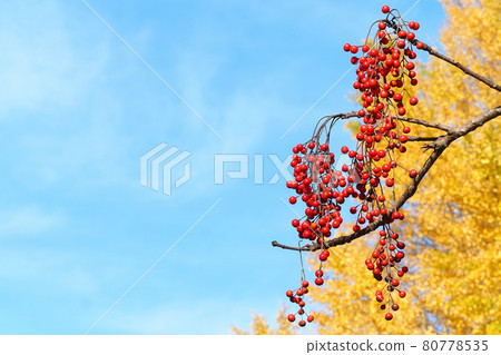 Idesia polycarpa和銀杏黃葉 80778535