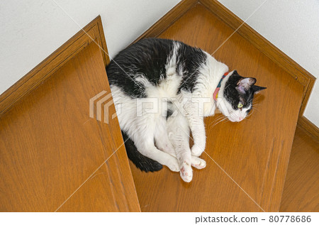 Cat sleeping on the stairs Cat sleeping on the stairs 80778686