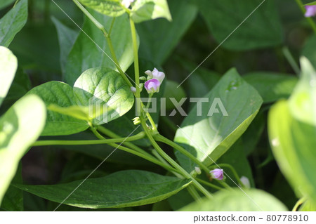 Small and cute, bean flower Small and cute, bean flower 80778910