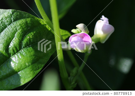 Small and cute, bean flower Small and cute, bean flower 80778913