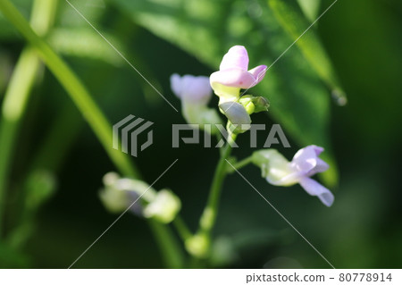 小可愛，豆花 80778914