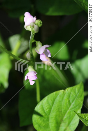 Small and cute, bean flower 80778917