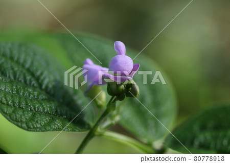 Small and cute, bean flower 80778918