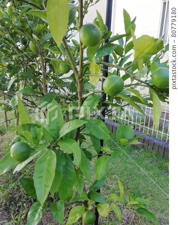 Kumquat lime Kumquat lime 80779180