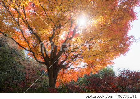Colorful maple trees shining in the sunlight of Expo '70 Commemorative Park Colorful maple trees shining in the sunlight of Expo '70 Commemorative Park 80779181
