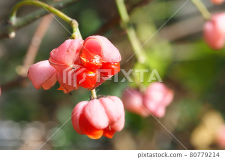 Mayumi fruit Mayumi fruit 80779214