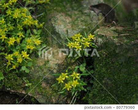 Himerengae,黃色小花,牧尾山,五月 Himerengae,黃色小花,牧尾山,五月 80779360