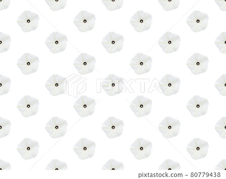Pattern image of Obscure morning glory flower on white background. Pattern image of Obscure morning glory flower on white background. 80779438