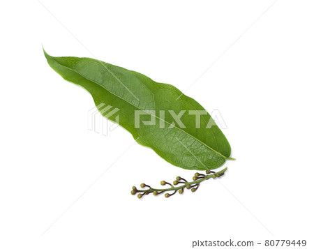 Close up leaves of the bamboo grass with small flower on white background. Close up leaves of the bamboo grass with small flower on white background. 80779449
