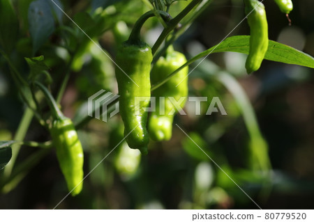 夏季收穫的青石椒 夏季收穫的青石椒 80779520