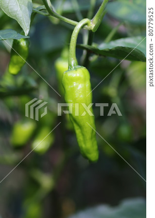 夏季收穫的青石椒 夏季收穫的青石椒 80779525