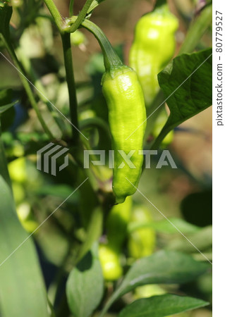 夏季收穫的青石椒 夏季收穫的青石椒 80779527