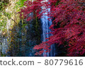 Otaki and autumn leaves in Minoh 80779616