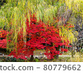 Autumn leaves and willow trees 80779662