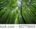 Bamboo Forest 80779669