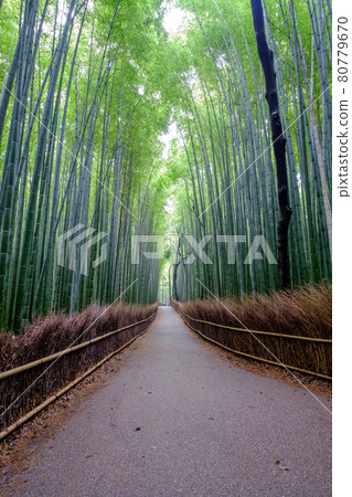 Bamboo Forest Bamboo Forest 80779670