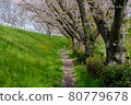 Path under the cherry blossoms 80779678