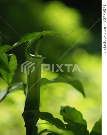 牧尾山植物 牧尾山植物 80779871