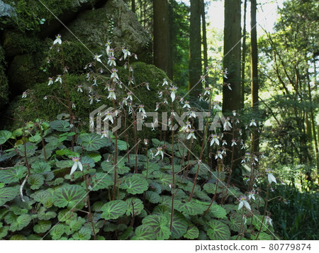 Yukinoshita blooming in Makiosan Yukinoshita blooming in Makiosan 80779874