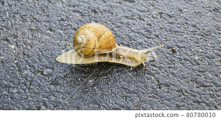 Big garden snail in shell crawling on wet road hurry home Big garden snail in shell crawling on wet road hurry home 80780010