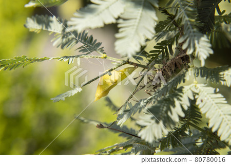 Discovery in the garden Mimosa and Colias erate pupa Daytime Seasons Four seasons Discovery in the garden Mimosa and Colias erate pupa Daytime Seasons Four seasons 80780016