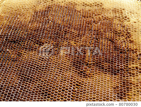 Abstract hexagon structure is honeycomb from bee hive Abstract hexagon structure is honeycomb from bee hive 80780030