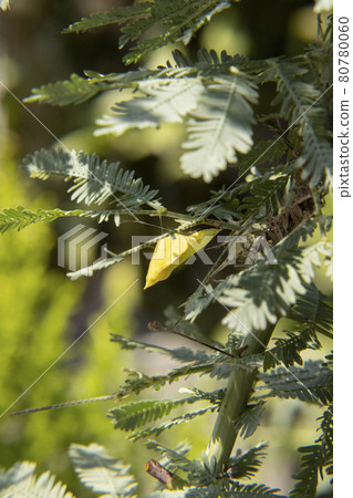 Discovery of the garden: Colias erate pupa perched on a mimosa tree Discovery of the garden: Colias erate pupa perched on a mimosa tree 80780060