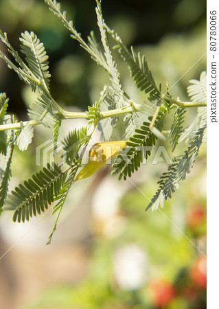 Discovery of the garden: Colias erate pupa perched on a mimosa tree Discovery of the garden: Colias erate pupa perched on a mimosa tree 80780066