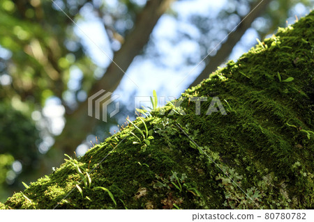 Tree trunk covered with moss 80780782