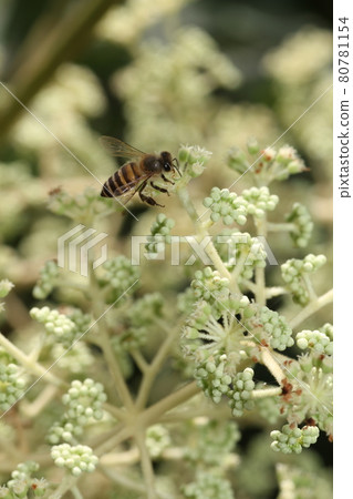 Japanese bee that came to the white flower of Aralia elata in midsummer 80781154