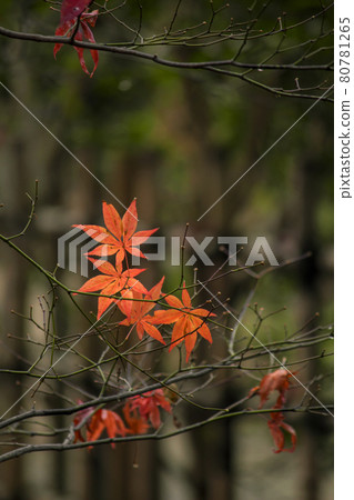 Close-up photo of maple autumn leaves in a quiet Japanese garden 80781265
