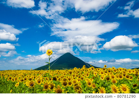 Sunflower field and Kaimondake volcano: Kaimondake volcano in Ibusuki City, Kagoshima Prefecture is called Satsuma Fuji. 80781290
